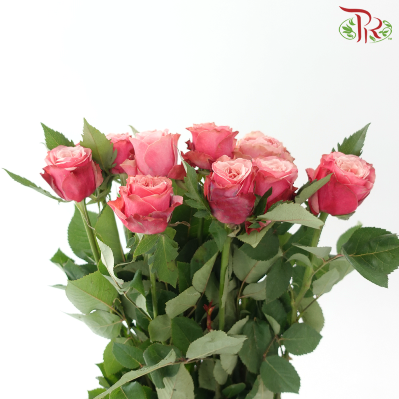 Rose - London Eye/Ladybro (10 Stems)