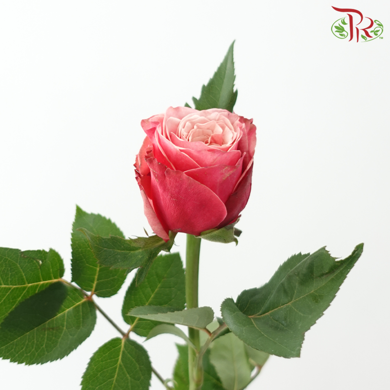 Rose - London Eye/Ladybro (10 Stems)