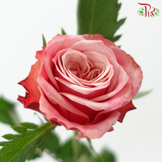 Rose - London Eye/Ladybro (10 Stems)