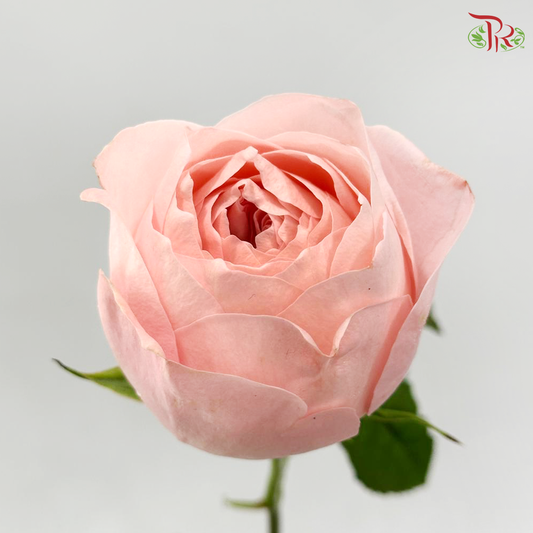 Rose - Dora Pink (10 Stems)