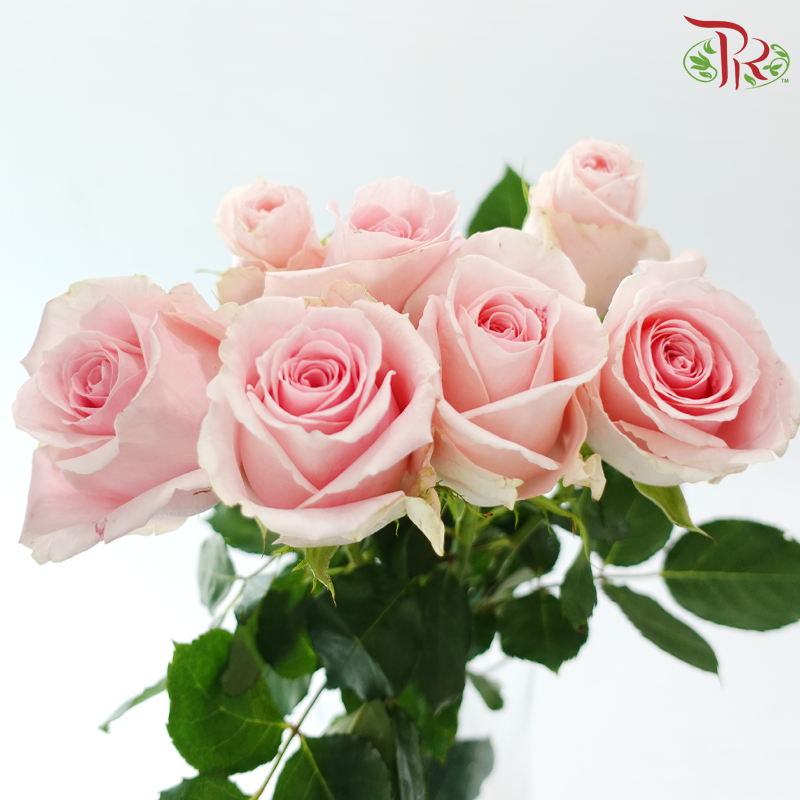 Rose (50cm) - Candy Girl (10 Stems)