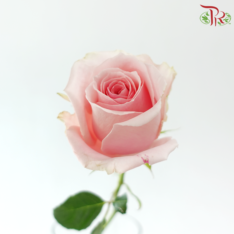 Rose (50cm) - Candy Girl (10 Stems)