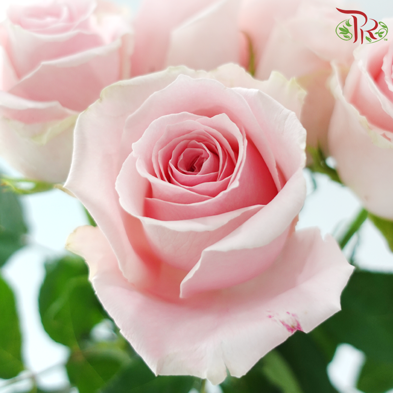 Rose (50cm) - Candy Girl (10 Stems)