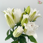 Rose Lily - Angel White / Polaris / Snowstorm / Snow White / Essar / Polaris / Skis 3+- (5 Stems)