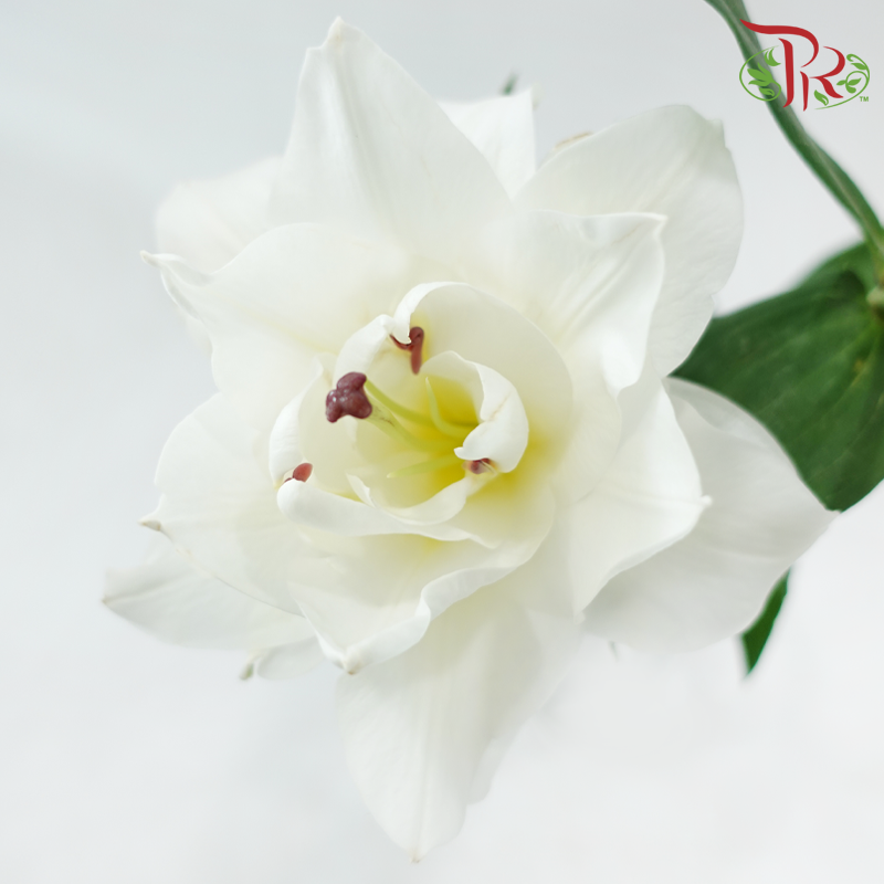 Rose Lily - Angel White / Polaris / Snowstorm / Snow White / Essar / Polaris / Skis 3+- (5 Stems)