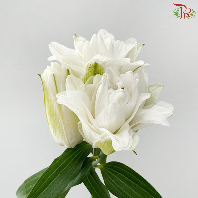 Rose Lily - Angel White / Polaris / Snowstorm / Snow White / Essar / Polaris / Skis 3+- (5 Stems)