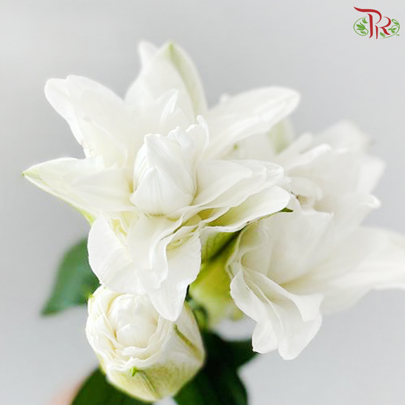 Rose Lily - Angel White / Polaris / Snowstorm / Snow White / Essar / Polaris / Skis 3+- (5 Stems)