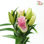 Rose Lily (3+) - Zinfandel (5 Stems)
