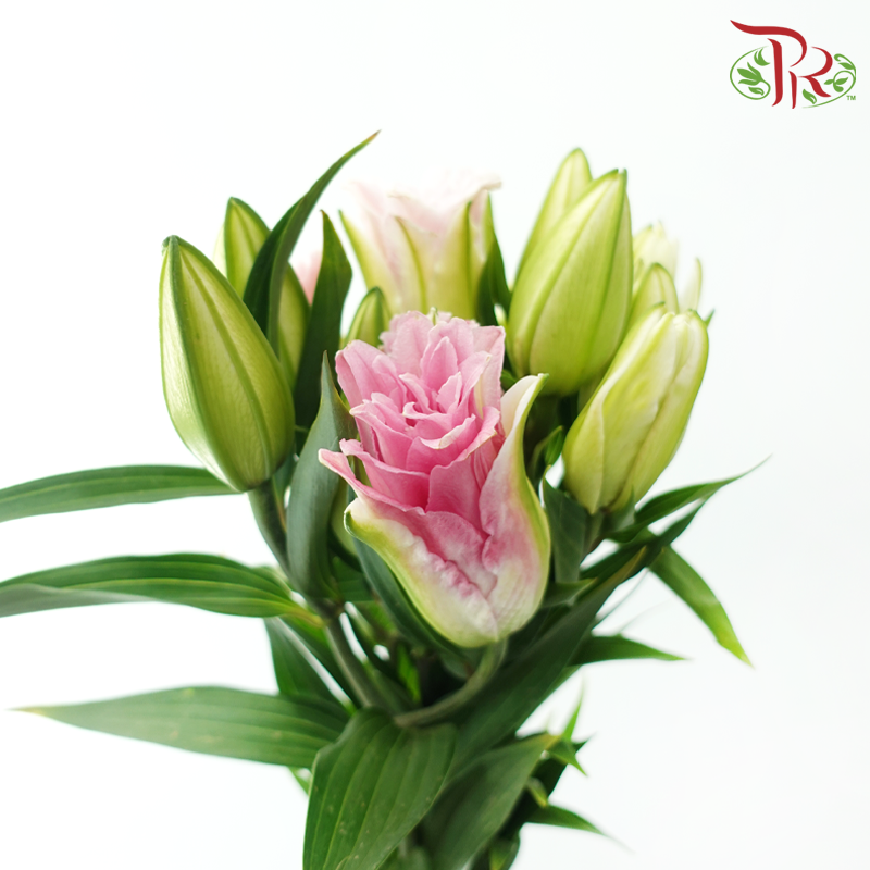 Rose Lily (3+) - Zinfandel (5 Stems)
