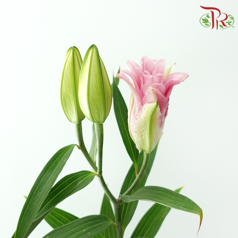 Rose Lily (3+) - Zinfandel (5 Stems)