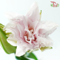 Rose Lily (3+) - Zinfandel (5 Stems)