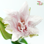 Rose Lily (3+) - Zinfandel (5 Stems)