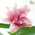 Rose Lily (3+) - Zinfandel (5 Stems)