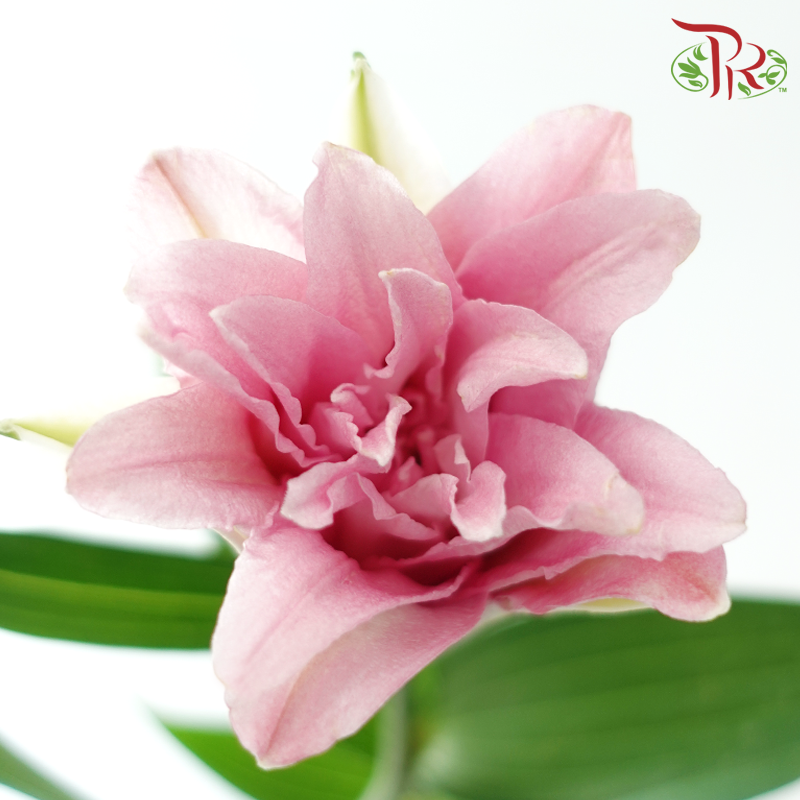 Rose Lily (3+) - Zinfandel (5 Stems)