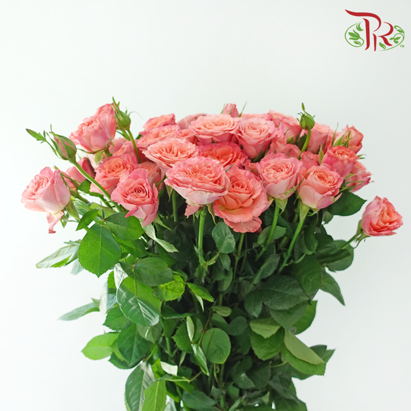 Rose Spray - Elisabeth of Bavaria (10 Stems)