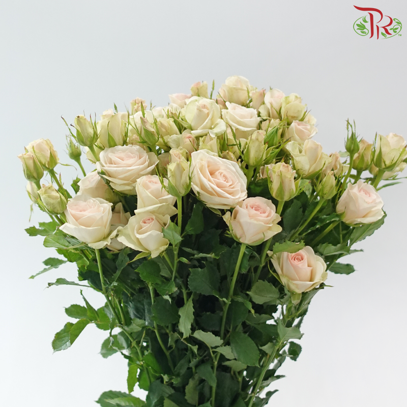 Rose Spray - Champagne Pink (10 Stems)