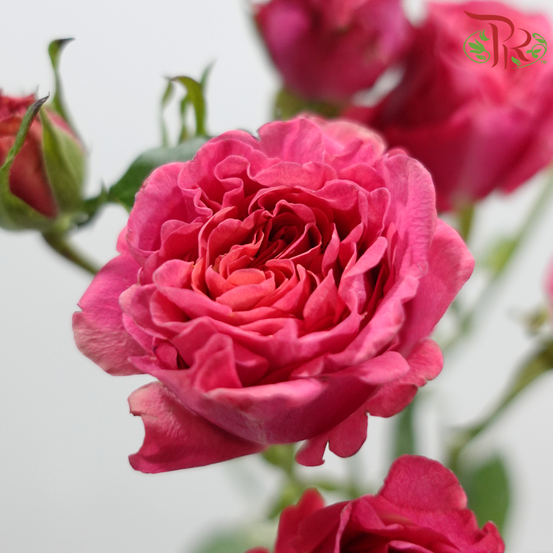 Rose Spray - Elisabeth of Bavaria (10 Stems)