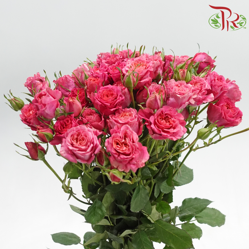 Rose Spray - Elisabeth of Bavaria (10 Stems)