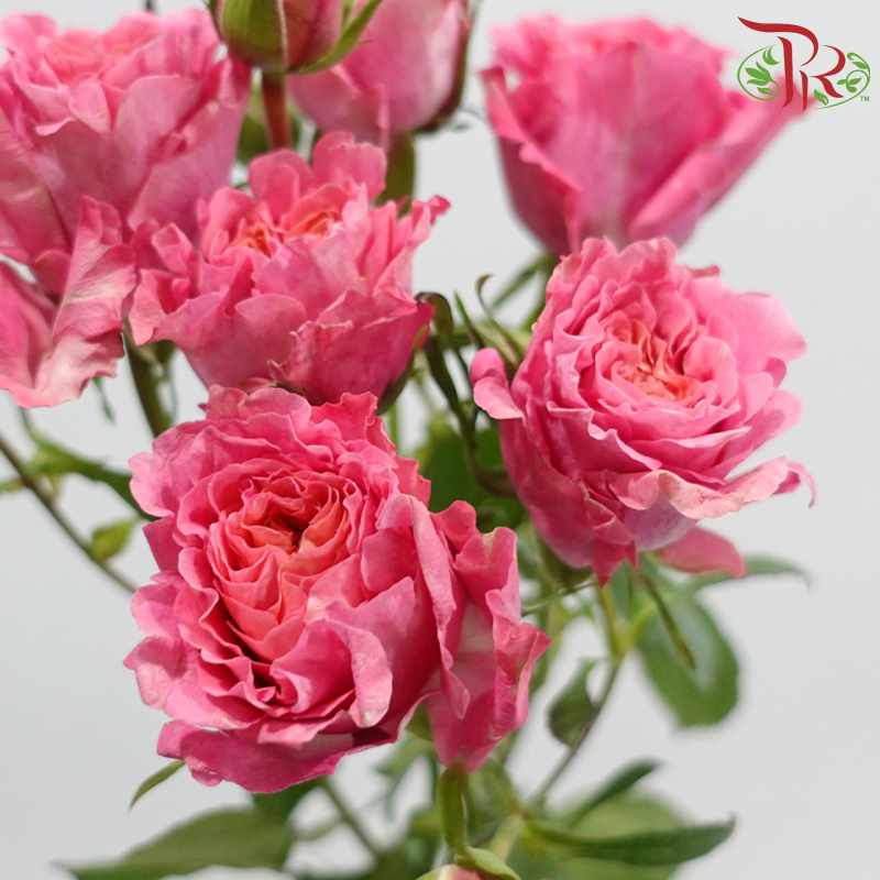 Rose Spray - Elisabeth of Bavaria (10 Stems)