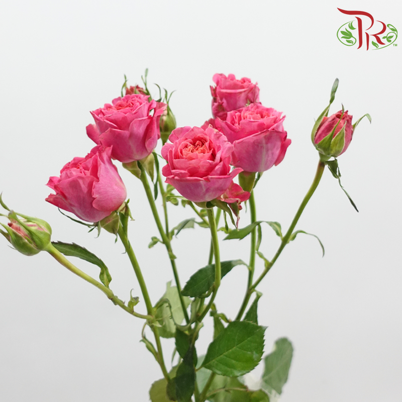 Rose Spray - Elisabeth of Bavaria (10 Stems)