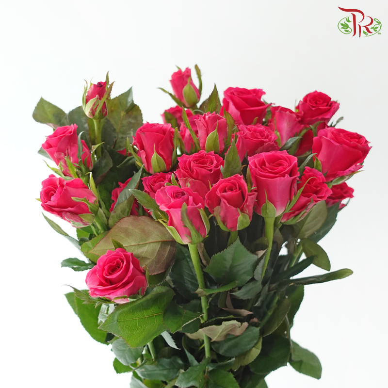 Rose Spray - Gosen (Per Bunch)
