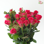 Rose Spray - Gosen (Per Bunch)