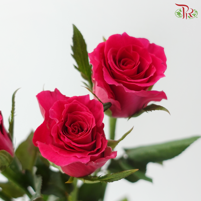 Rose Spray - Gosen (Per Bunch)