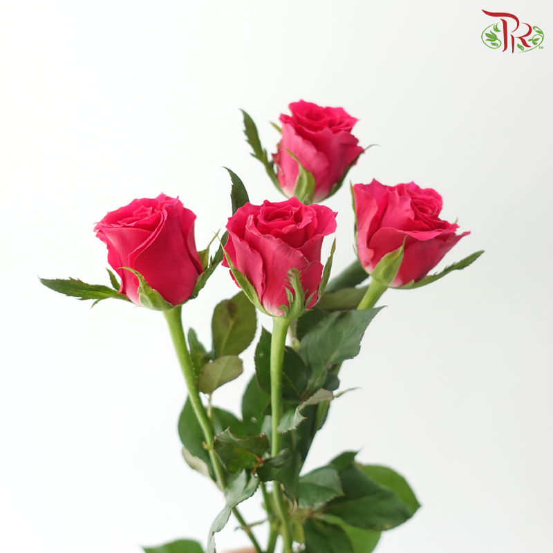 Rose Spray - Gosen (Per Bunch)
