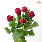 Rose Spray - Red Lace 红蕾丝 (Per Bunch)