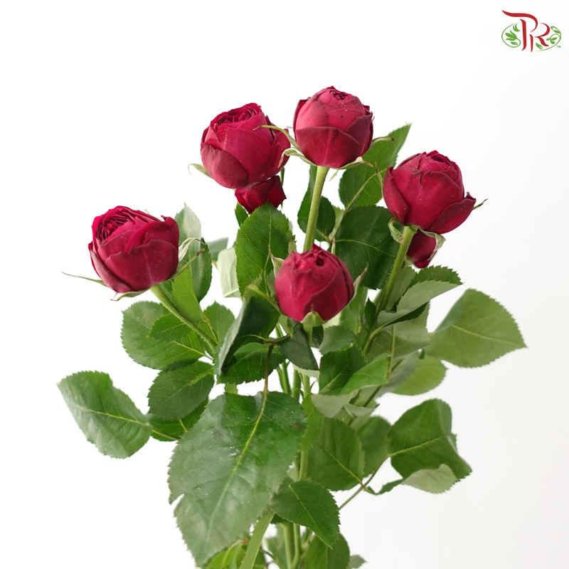Rose Spray - Red Lace 红蕾丝 (Per Bunch)