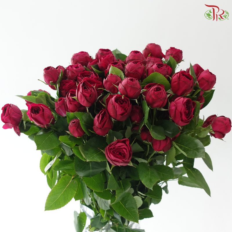 Rose Spray - Red Lace 红蕾丝 (Per Bunch)