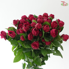 Rose Spray - Red Lace 红蕾丝 (Per Bunch)