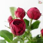 Rose Spray - Red Lace 红蕾丝 (Per Bunch)