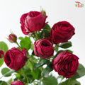 Rose Spray - Red Lace 红蕾丝 (Per Bunch)