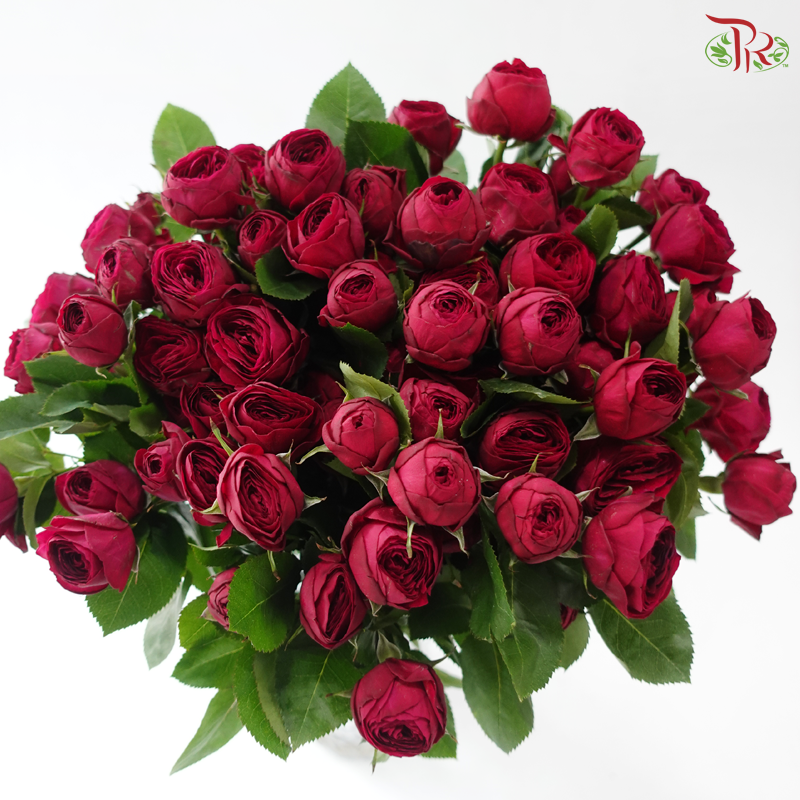 Rose Spray - Red Lace 红蕾丝 (Per Bunch)