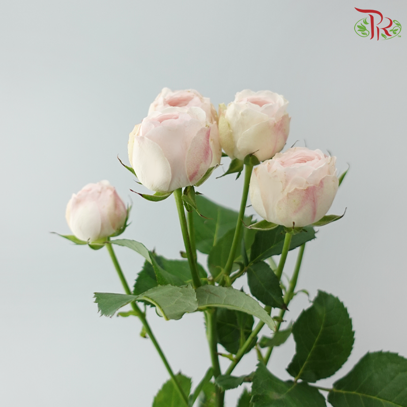 Rose Spray - Kupi Blush Pink (Per Bunch)