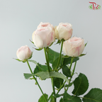 Rose Spray - Kupi Blush Pink (Per Bunch)