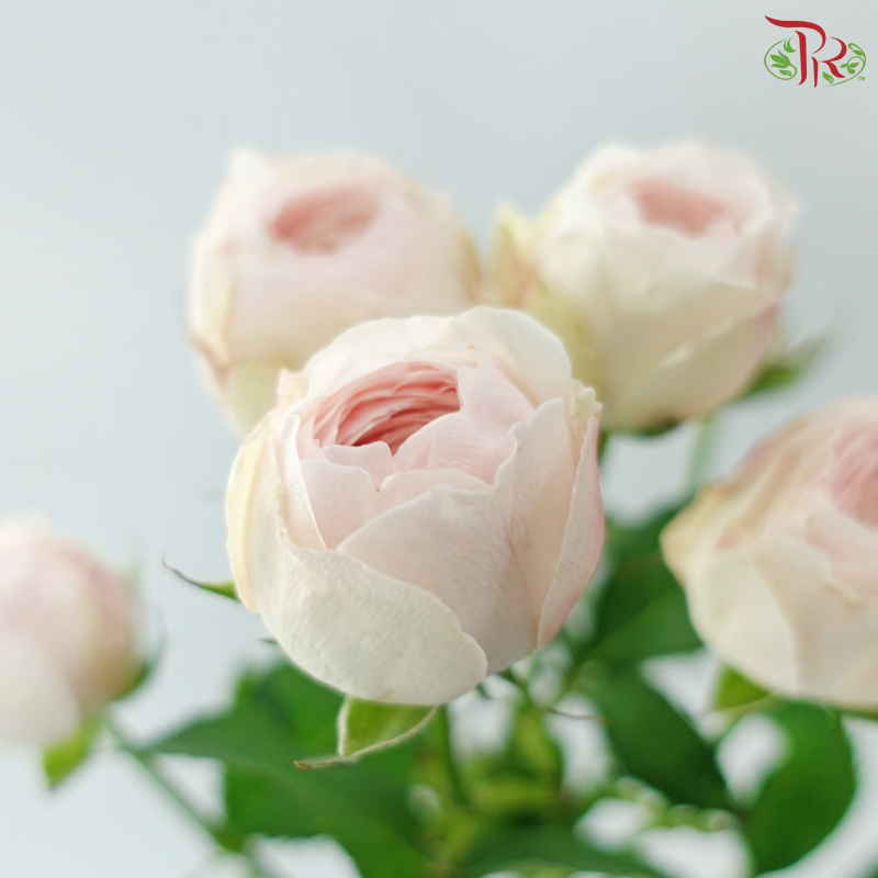 Rose Spray - Kupi Blush Pink (Per Bunch)
