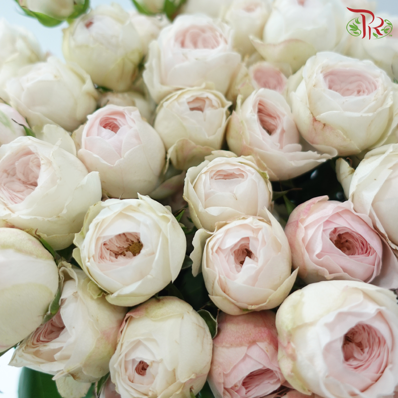 Rose Spray - Kupi Blush Pink (Per Bunch)