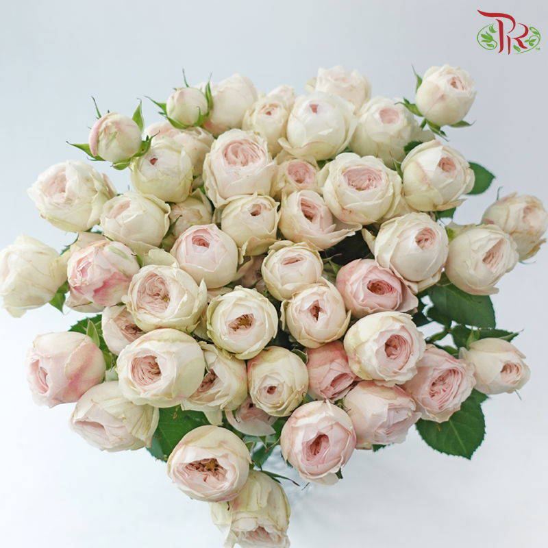 Rose Spray - Kupi Blush Pink (Per Bunch)