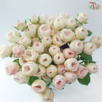 Rose Spray - Kupi Blush Pink (Per Bunch)
