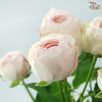 Rose Spray - Kupi Blush Pink (Per Bunch)