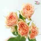Rose Spray - Sweet Sara / Holly (10 Stems)