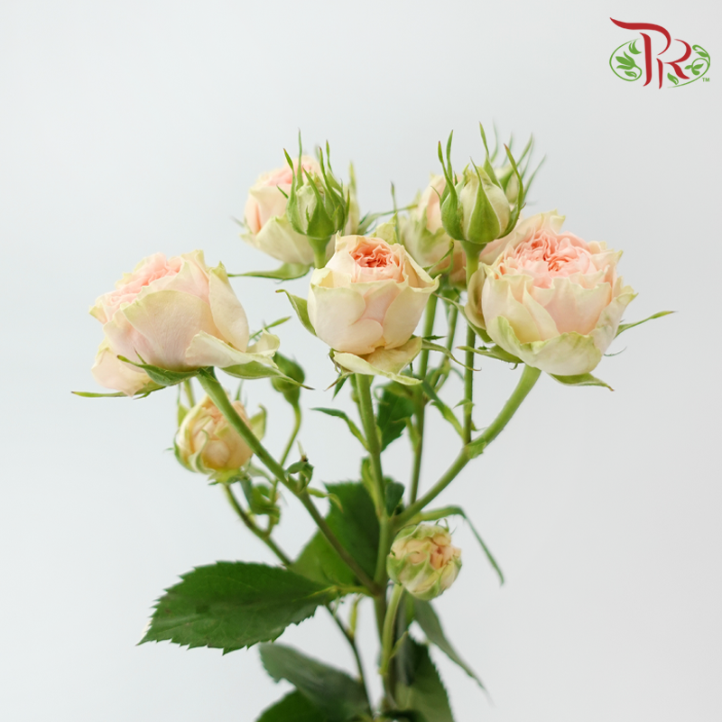 Rose Spray - Sweet Sara / Holly (10 Stems)
