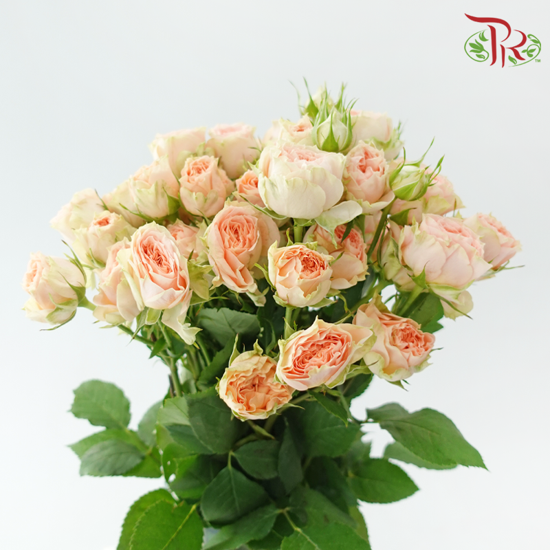 Rose Spray - Sweet Sara / Holly (10 Stems)