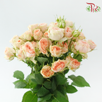 Rose Spray - Sweet Sara / Holly (10 Stems)