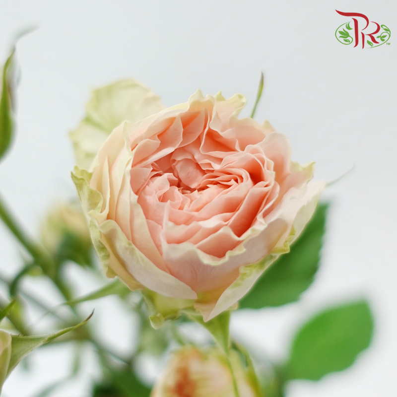 Rose Spray - Sweet Sara / Holly (10 Stems)