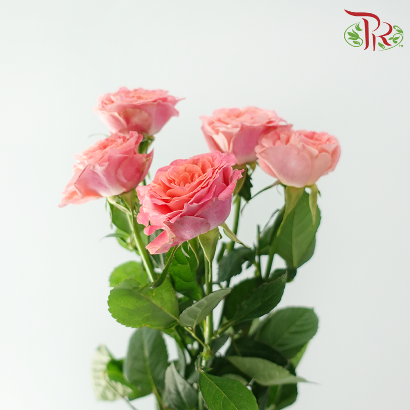 Rose Spray - Elisabeth of Bavaria (10 Stems)