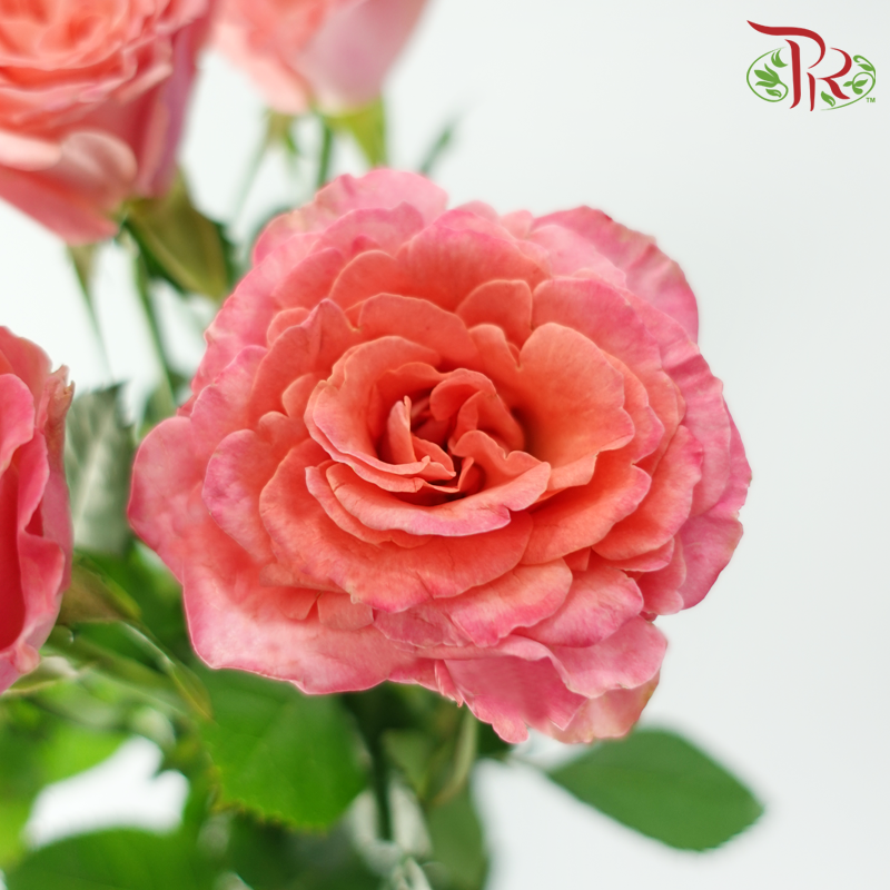 Rose Spray - Elisabeth of Bavaria (10 Stems)