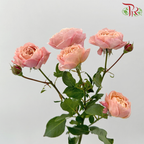 Rose Spray Butterfly - Juliet Tower (Per Bunch)